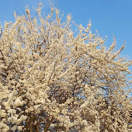 Wiese Gasthuis Katzow